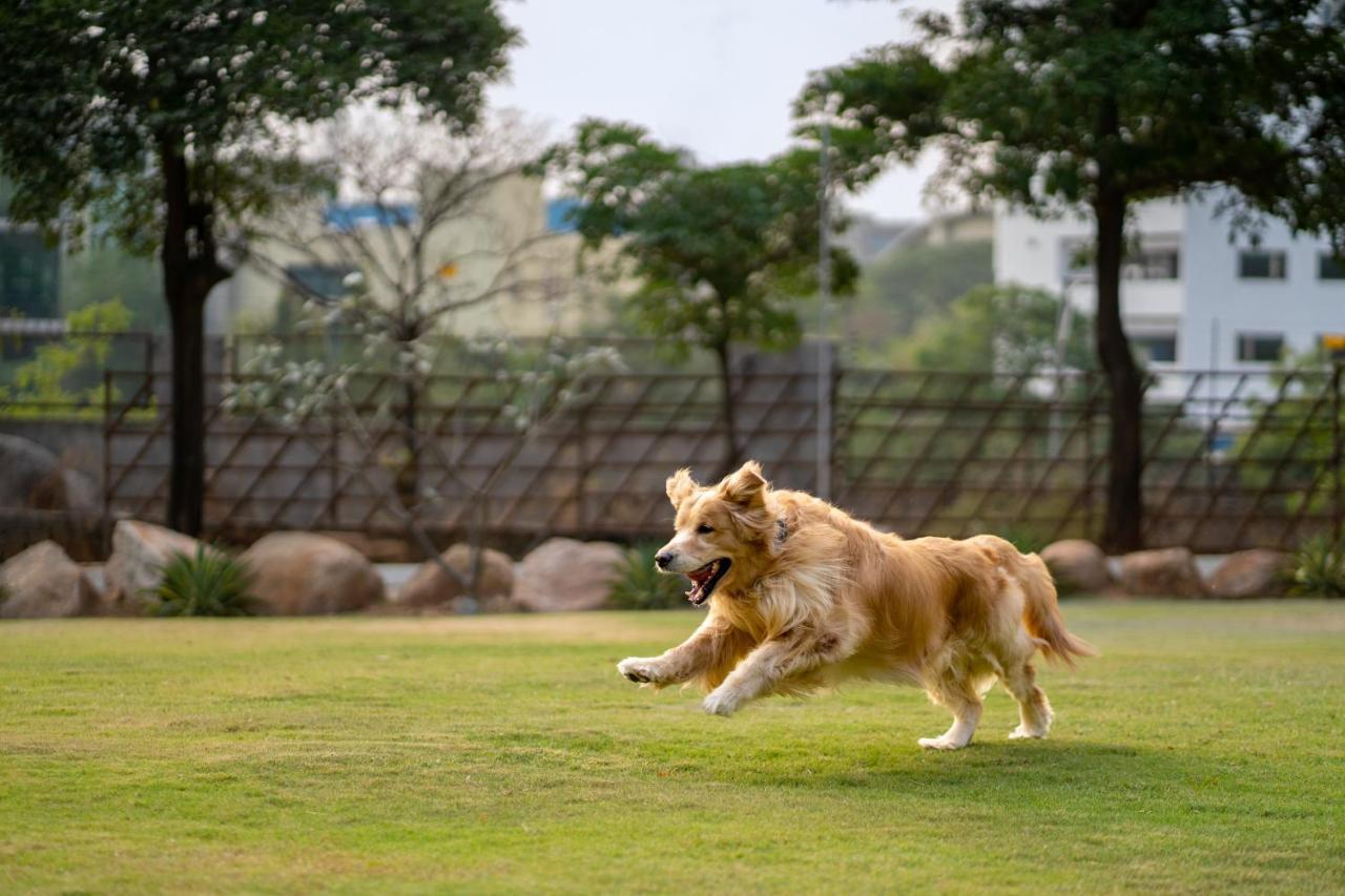 Hotel Hyatt Gachibowli 5*
